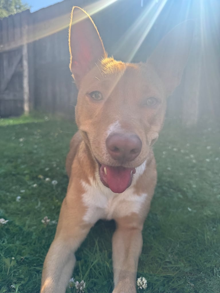 Border collie for rehoming 