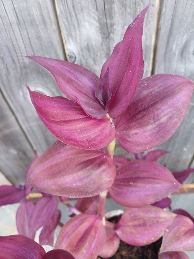 Rare Tradescantia  Dark Disere.Indoor Plant 