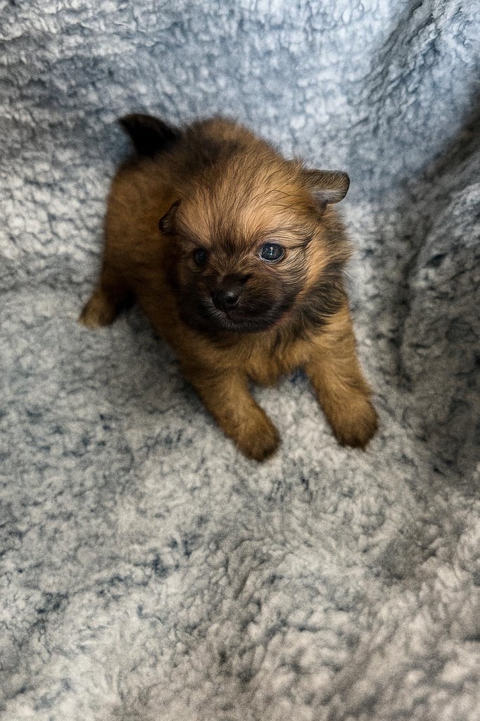 Very cute Pomeranian puppies 