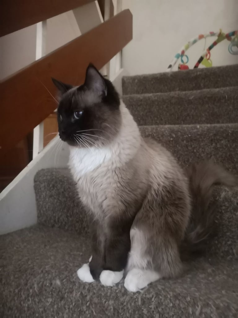 Male Ragdoll cat