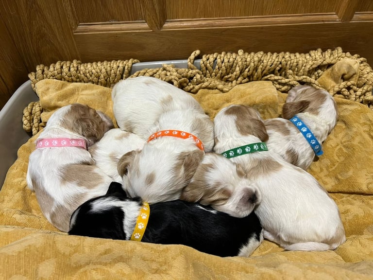 ✨ Show Cocker Spaniel Puppies For Sale ✨