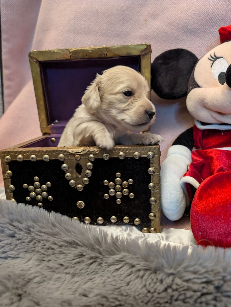  Hi, I’m a long-haired Mini pup! 💕 Rare creams & black & tans — will you be my new mummy or daddy?