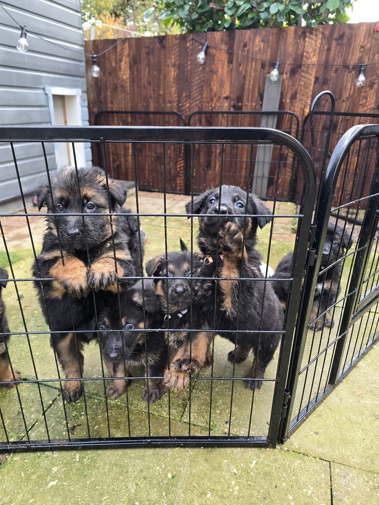 Pure breed German shepherd puppies for sale 