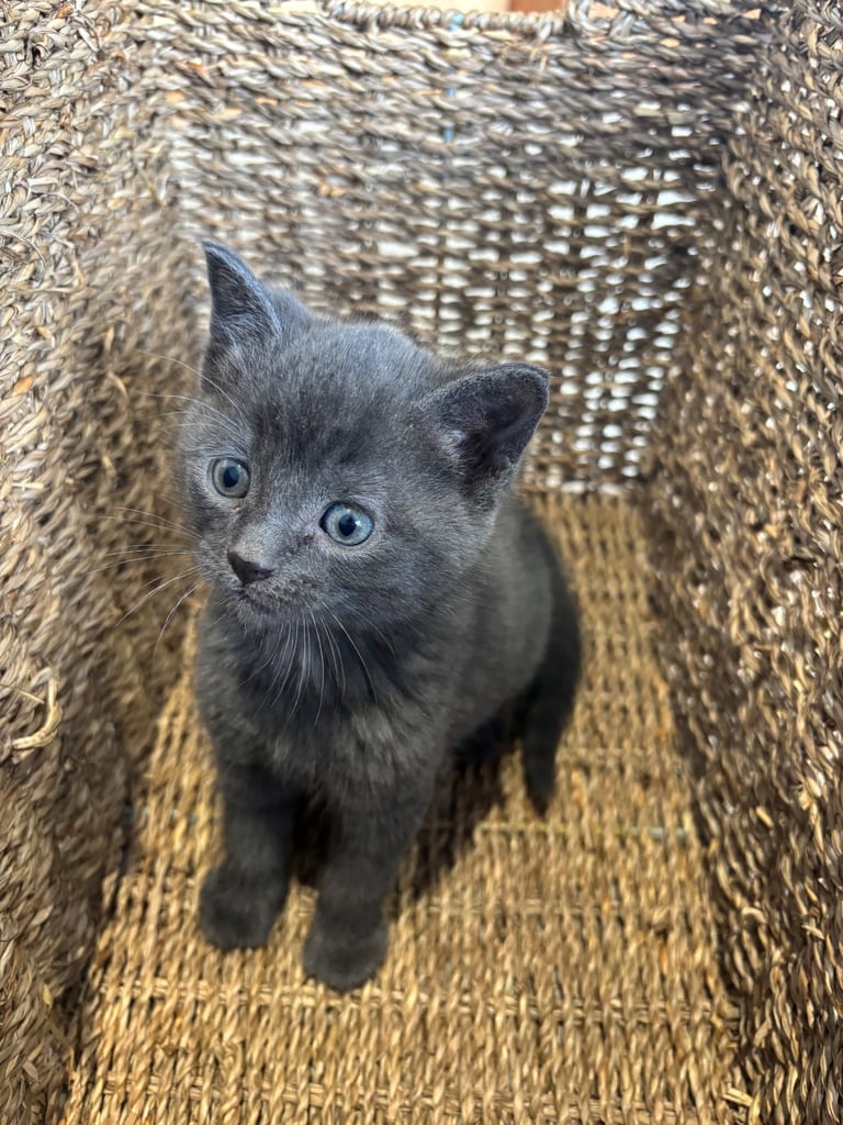 Fluffy kittens 