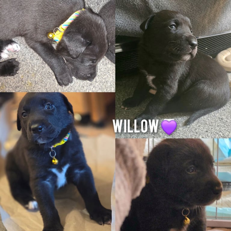 Labrador cross