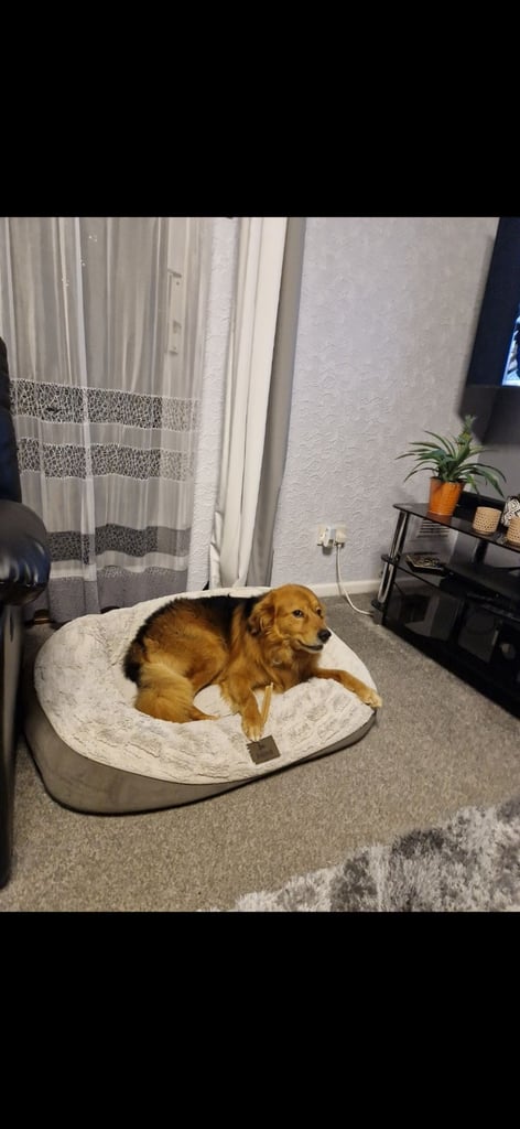 Cezar looking for new Home 