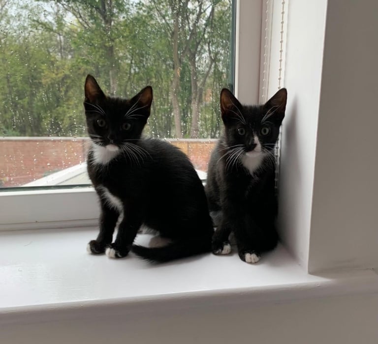 Tuxedo Tabby Kittens