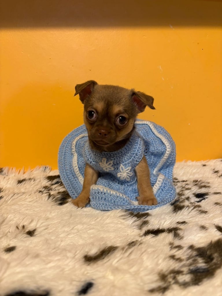 Philippines Gumtree Chihuahua Dogs For Sale Breeds Chihuahua - Main Image