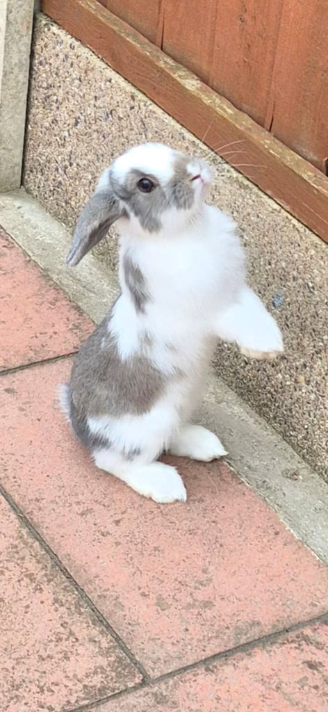 ​Pair of Adorable 14-Week-Old Rabbits with Luxury Hatched® Noah's Ark Hutch - Full Set-Up!