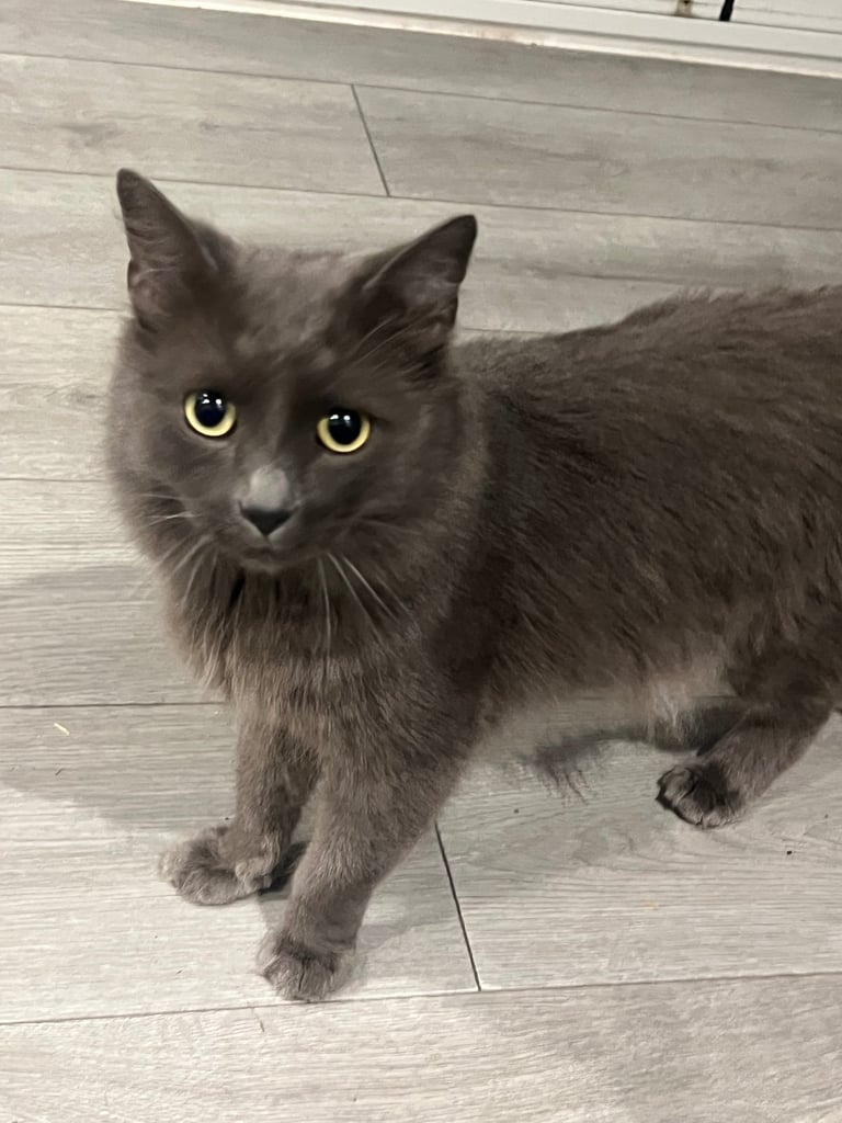 British blue grey long hair 
