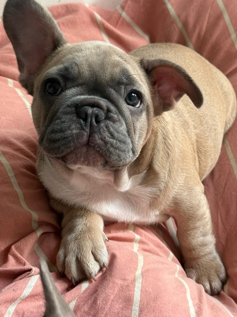 French bulldogs puppies