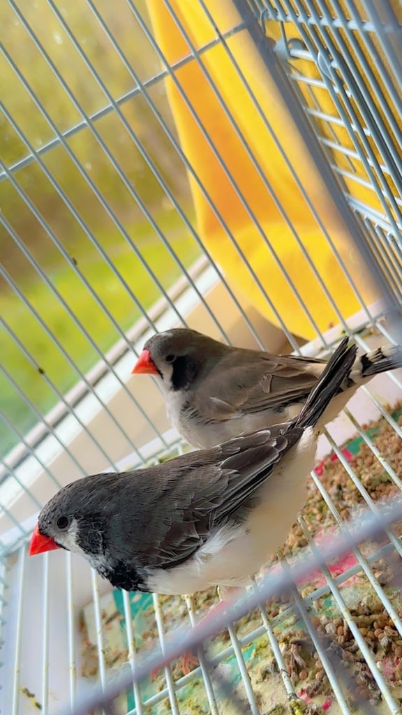 4 PAIRS OF GOOD SIZED ZFS RUNG ZEBRA FINCHES