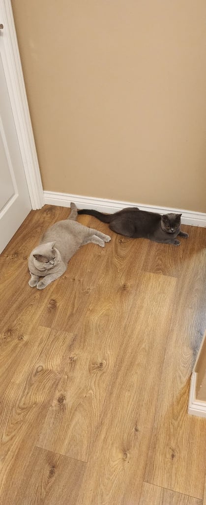British shorthire kittens 