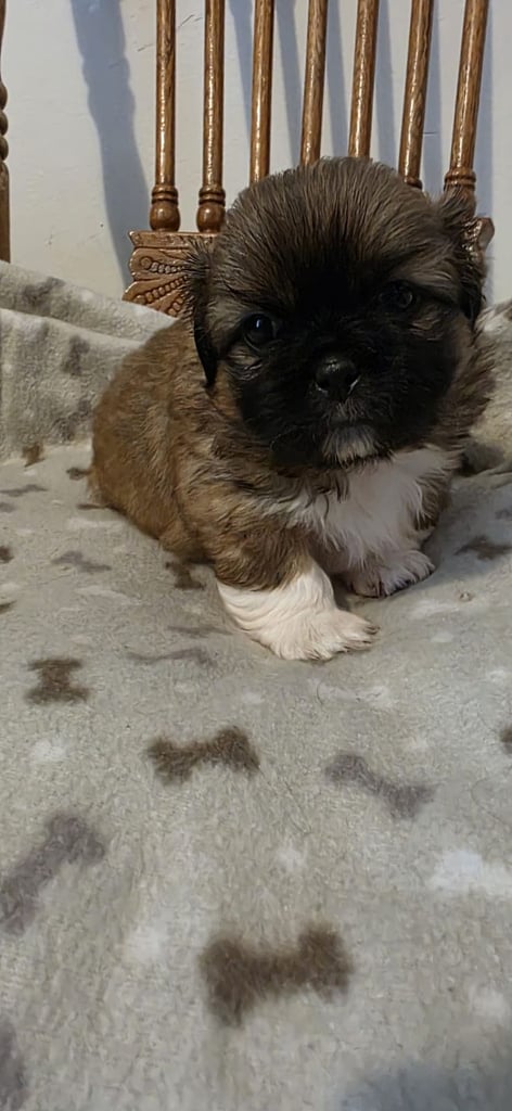 Sell puppies half Shih Tzu half Maltese