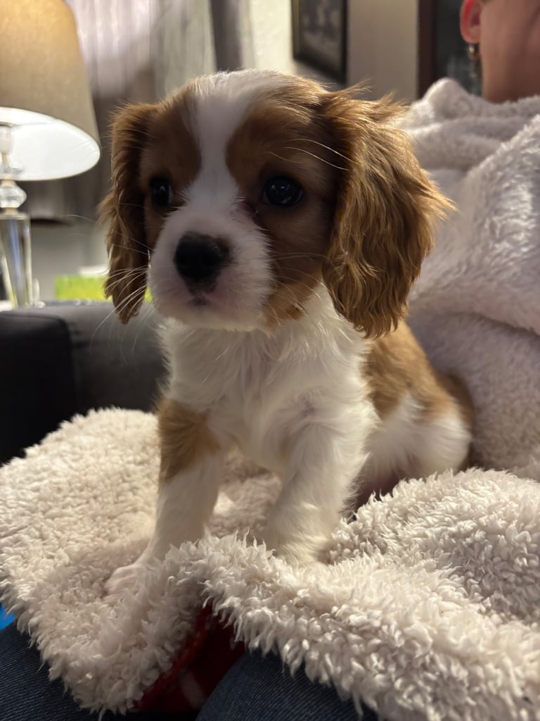 Cavalier King Charles spaniel puppy for sale