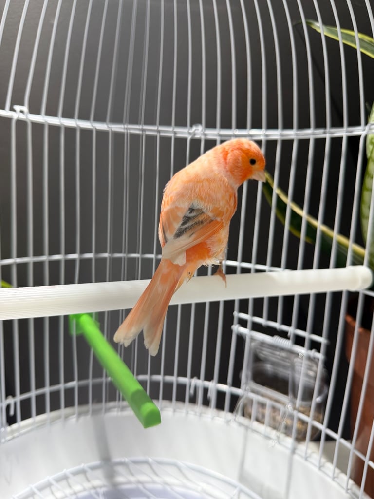 Male red factor canary with cage 