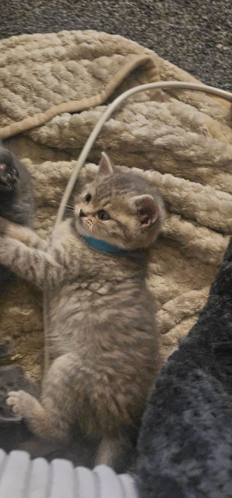 🐱 Gorgeous Persian × British Shorthair Kittens – Ready Soon 🐱