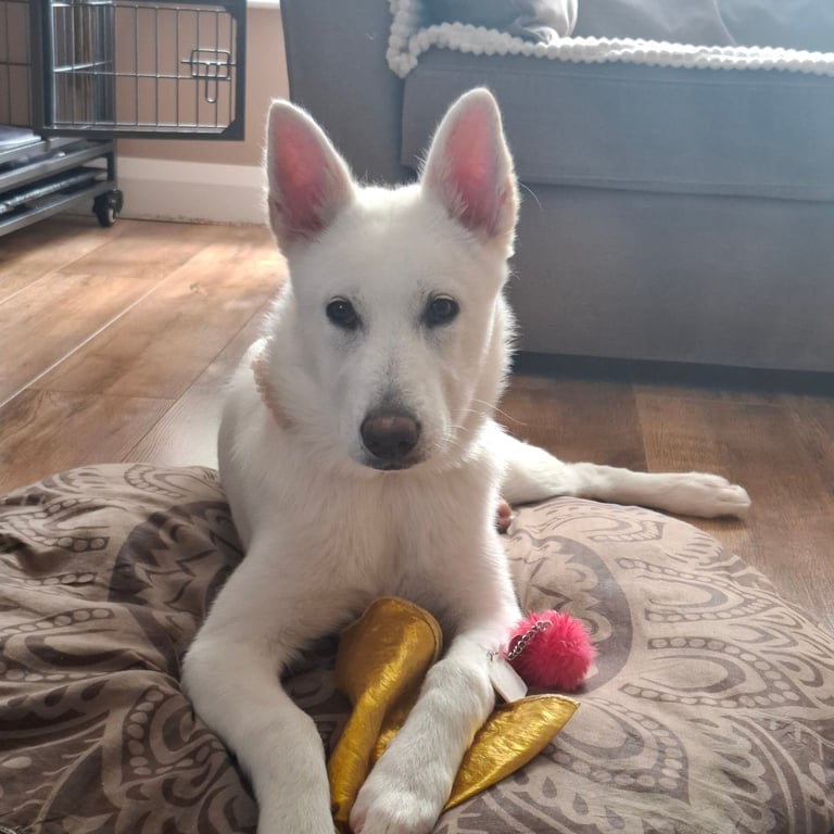 Akita