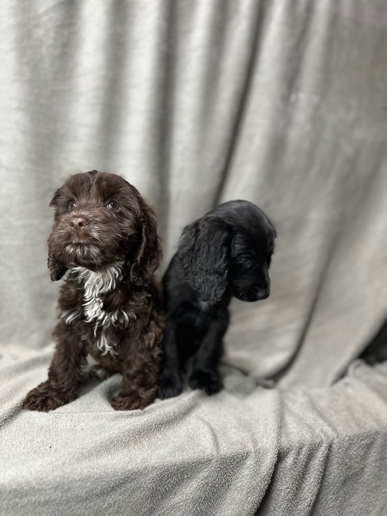 Cockapoo puppys 