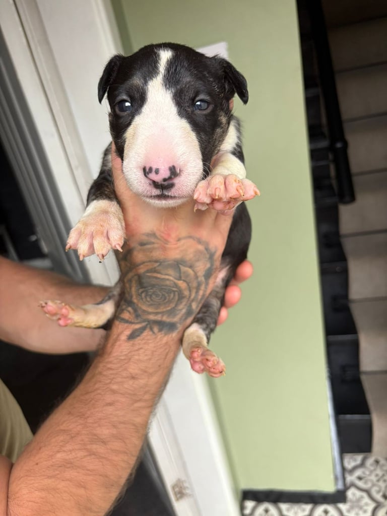 💥ENGLISH BULL TERRIER PUPS 💥