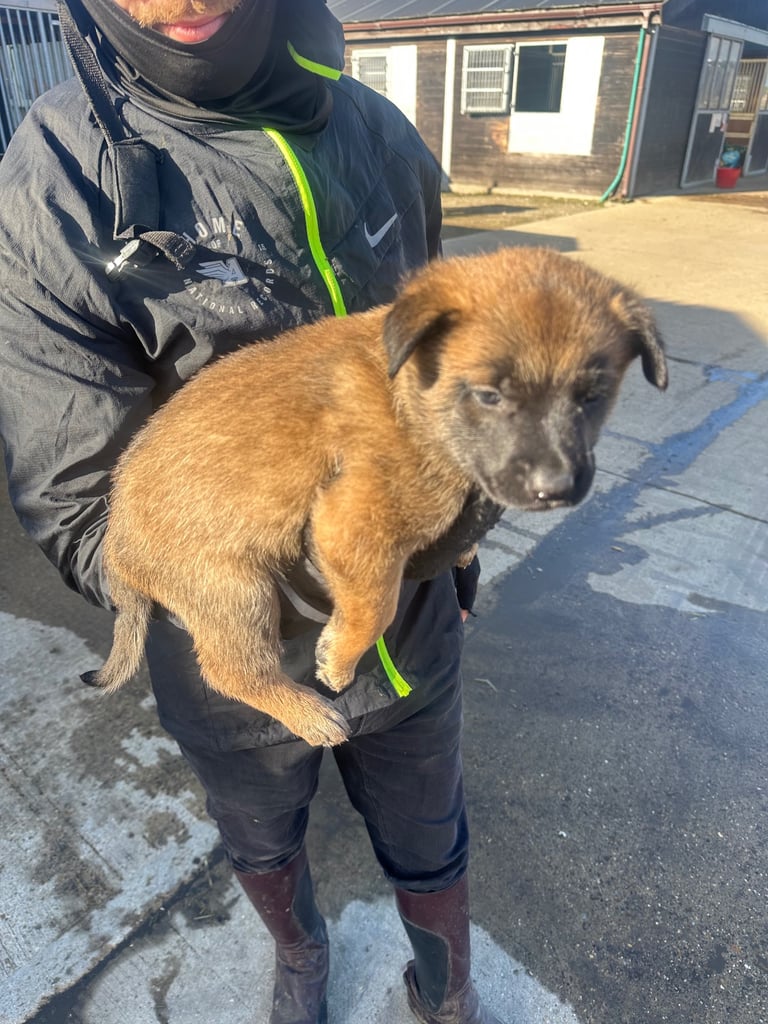 🐾🐾Belgium Malinios pups🐾🐾