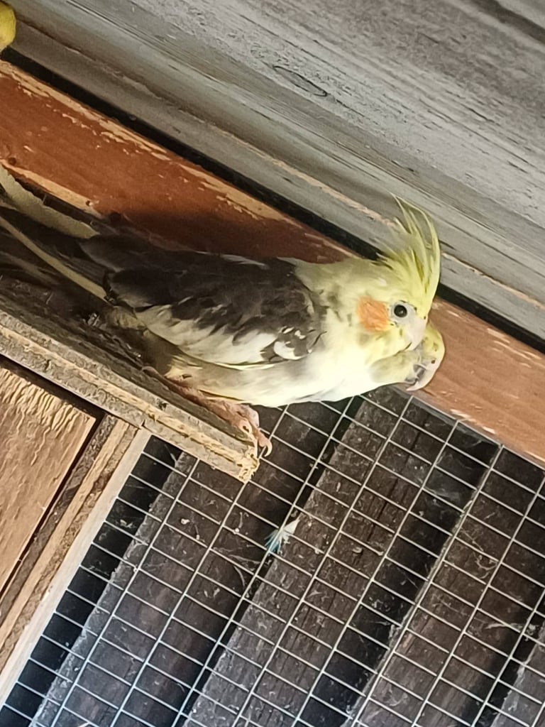 Cockatiels and rainbow budgies