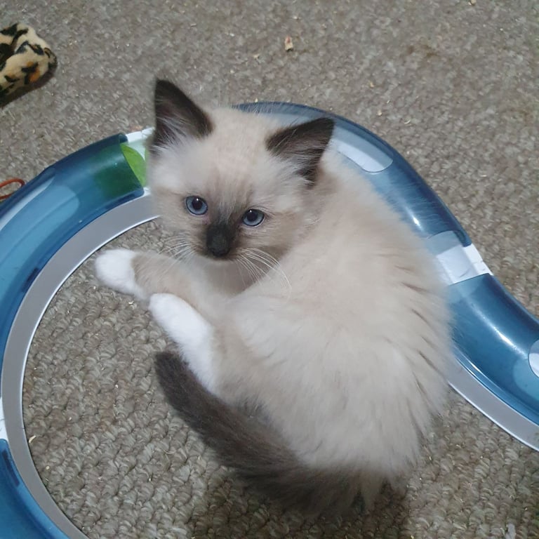 Absolutely beautiful ragdolls kittens 