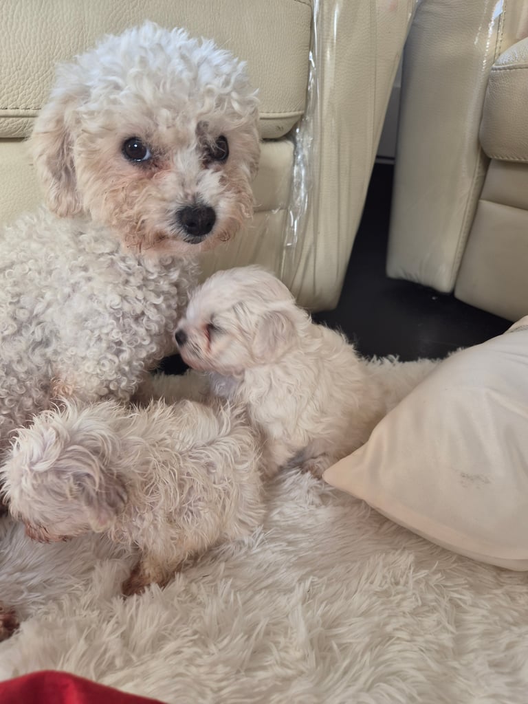  Bichon frise Crossed martens 