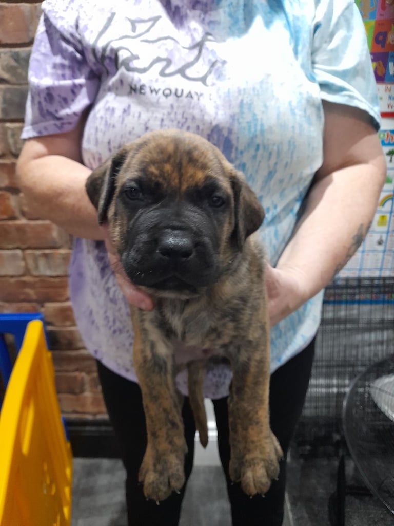 Presa canario puppies