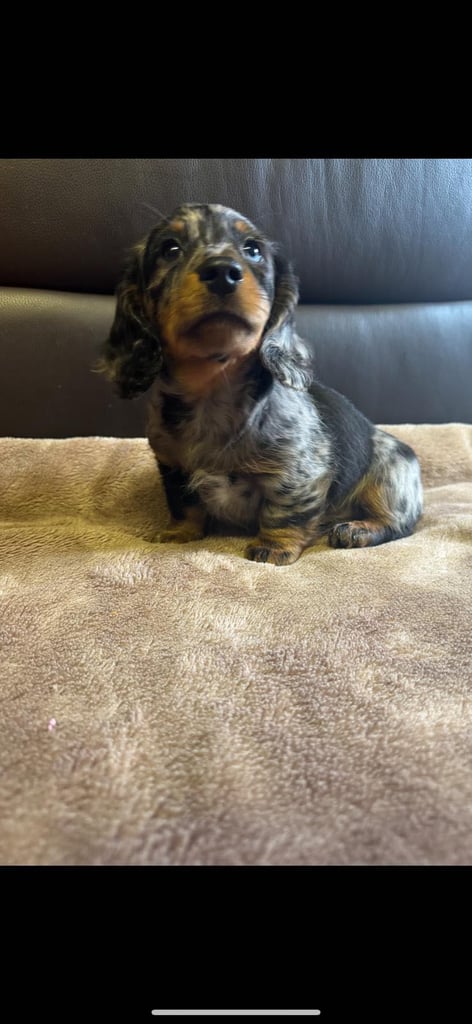 Miniature Dachshund 