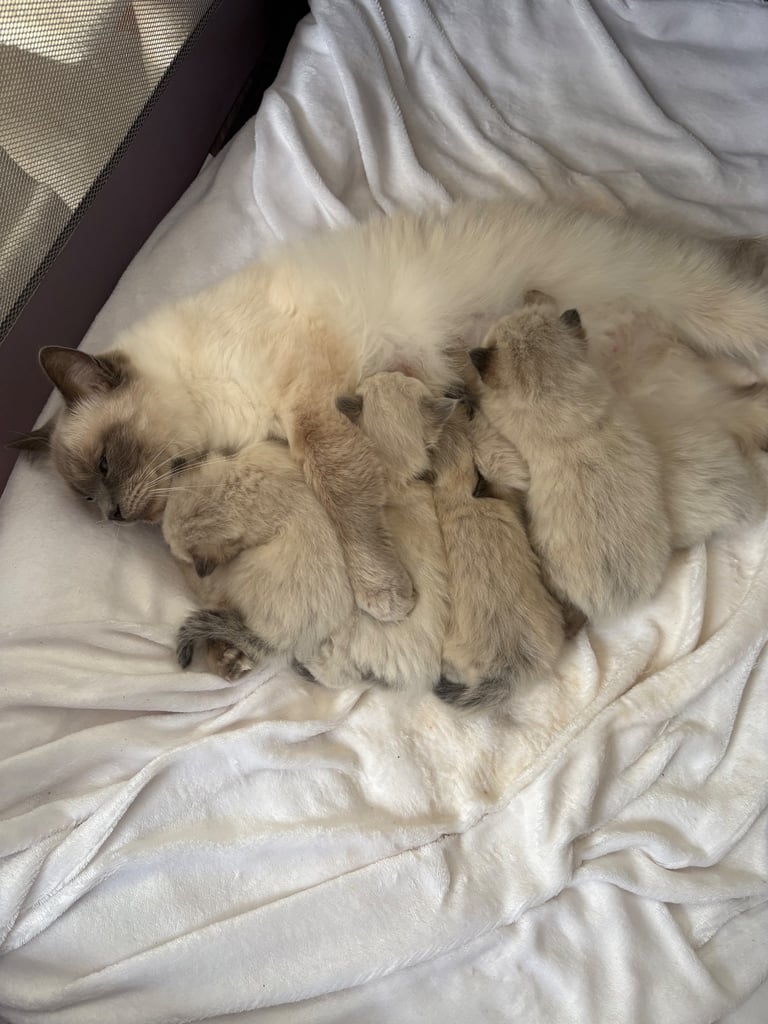 🐾 Adorable Ragdoll Kittens for Sale 🐾