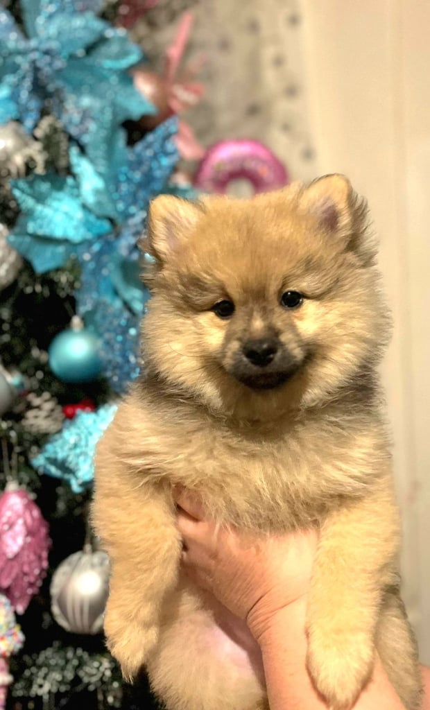 Pomeranian with blue eyes for sale hotsell