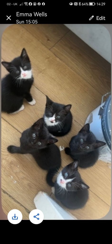Only 2 black and white left
