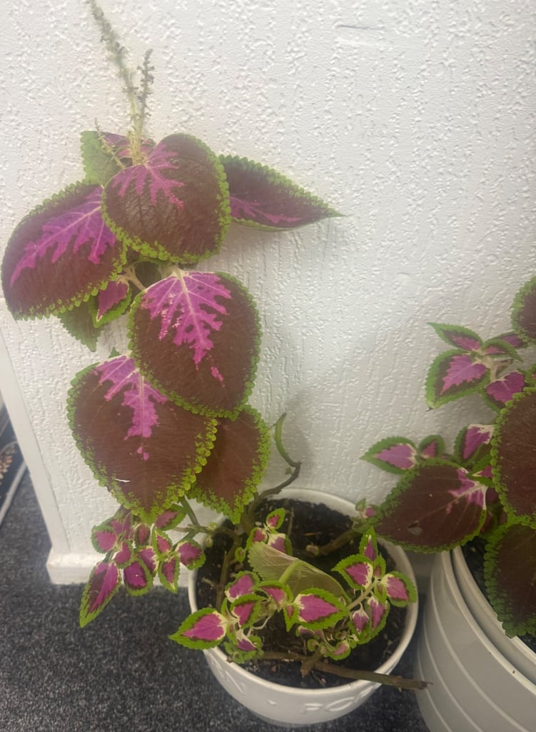 Coleus plant with glass pot 
