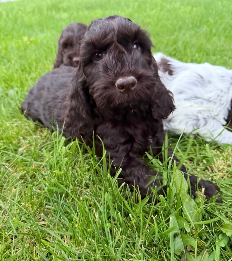 Cockapoo puppies for sale 