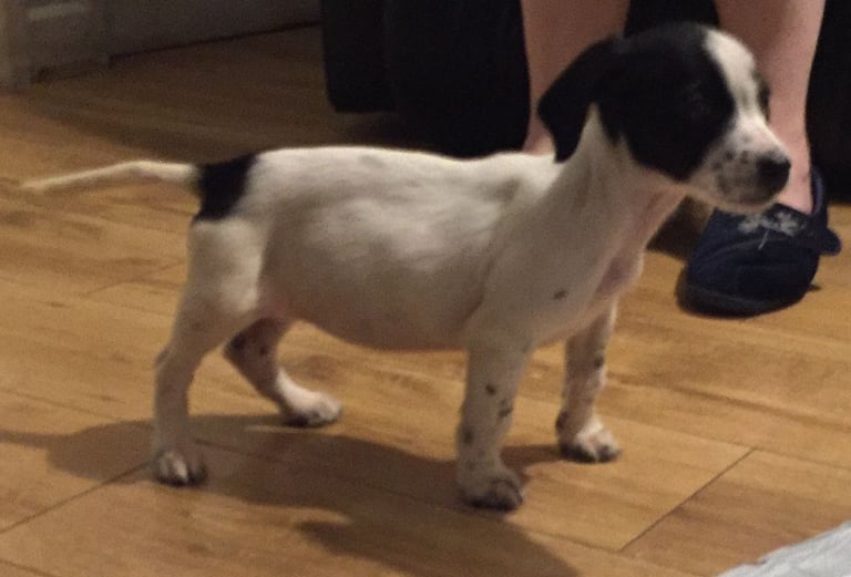 a-beautiful cocker-jack-puppie-for-sale