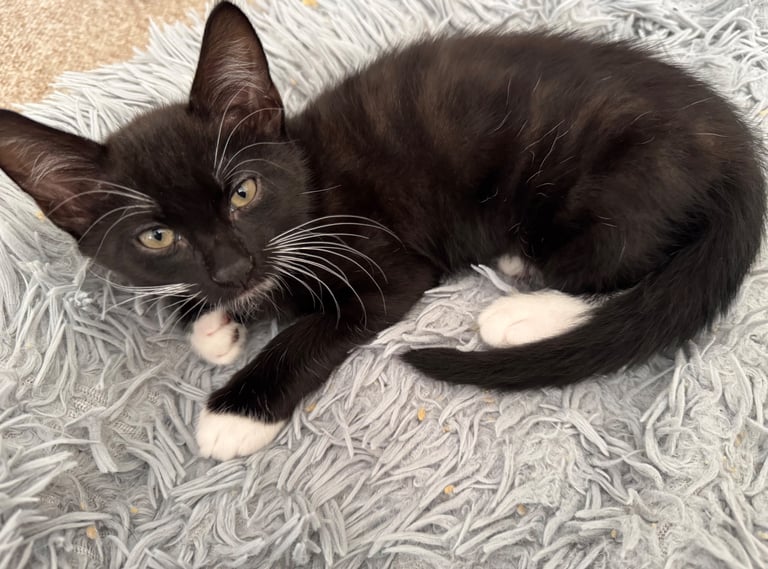 2 cute cross bengals ready for forever homes 