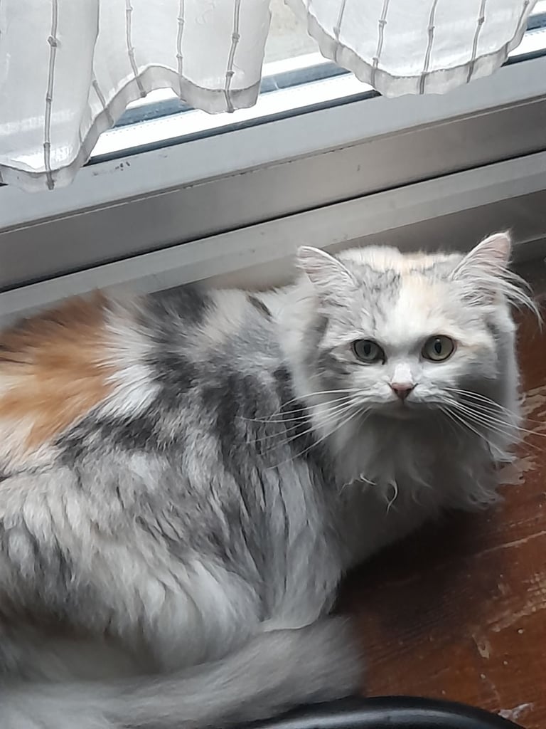 Persian female cat