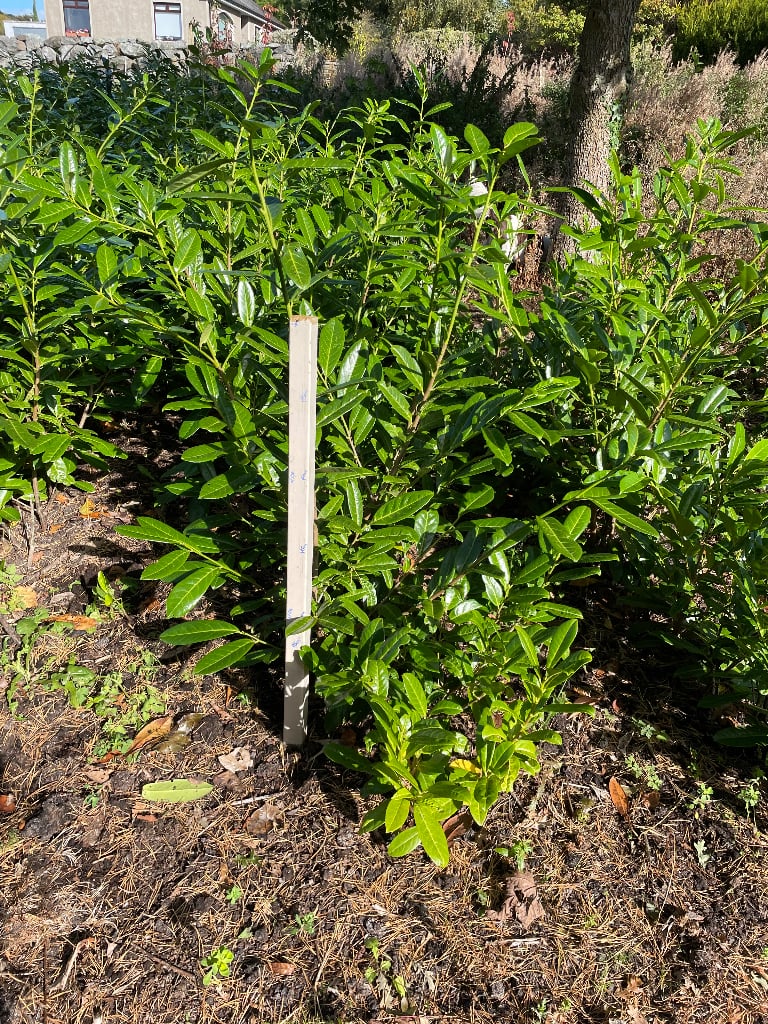 Cherry laurels 2-3 ft 
