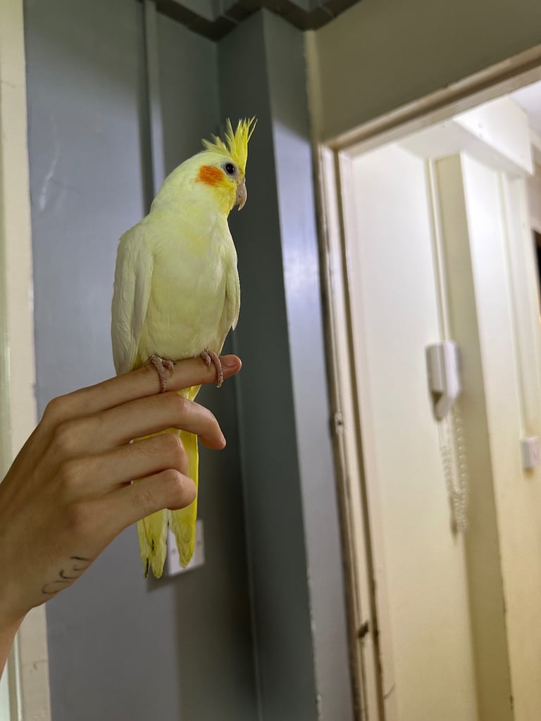 Cockatiels 
