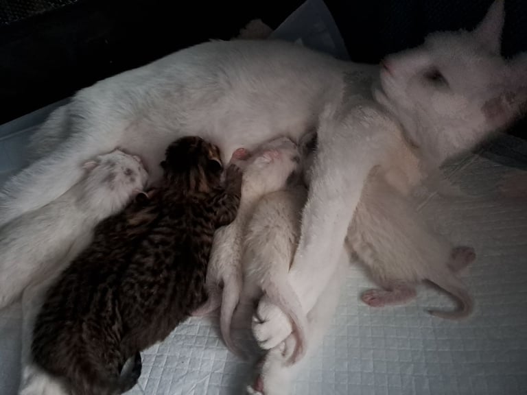 4 Stunning kittens for sale