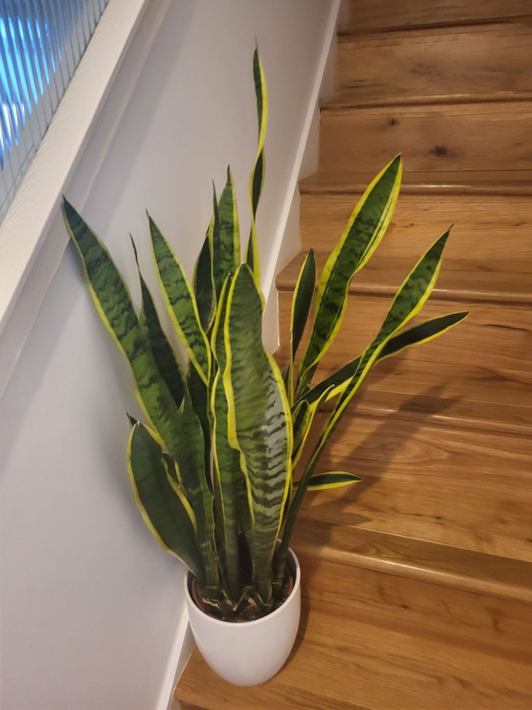 Indoor plant for quick sale