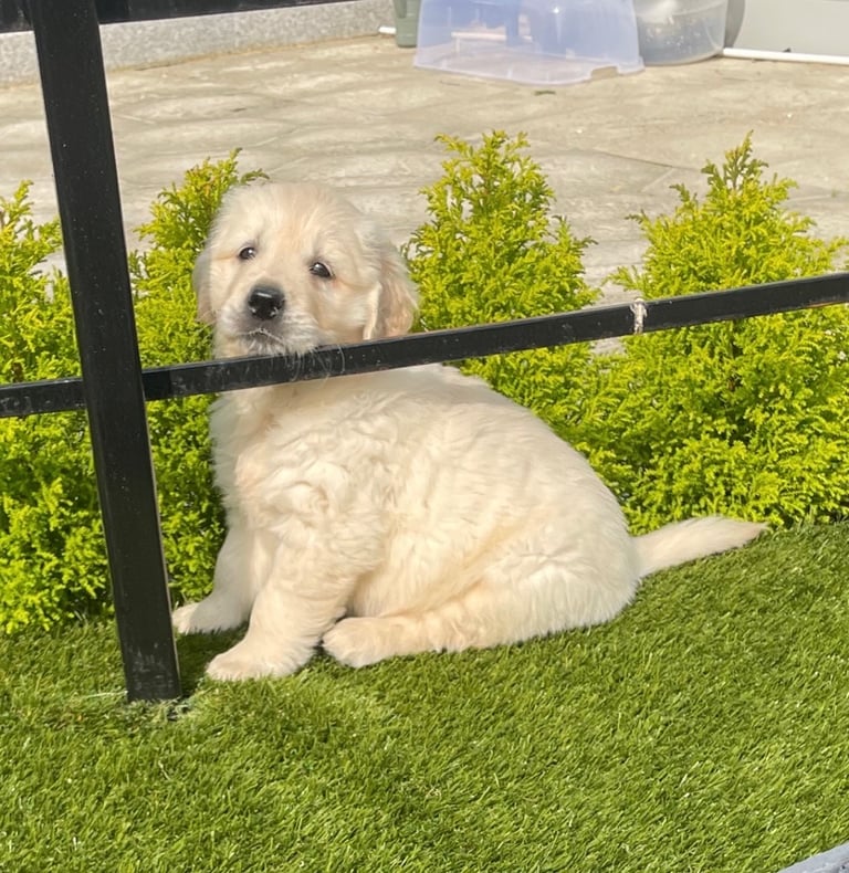 IKC golden retriever pups 