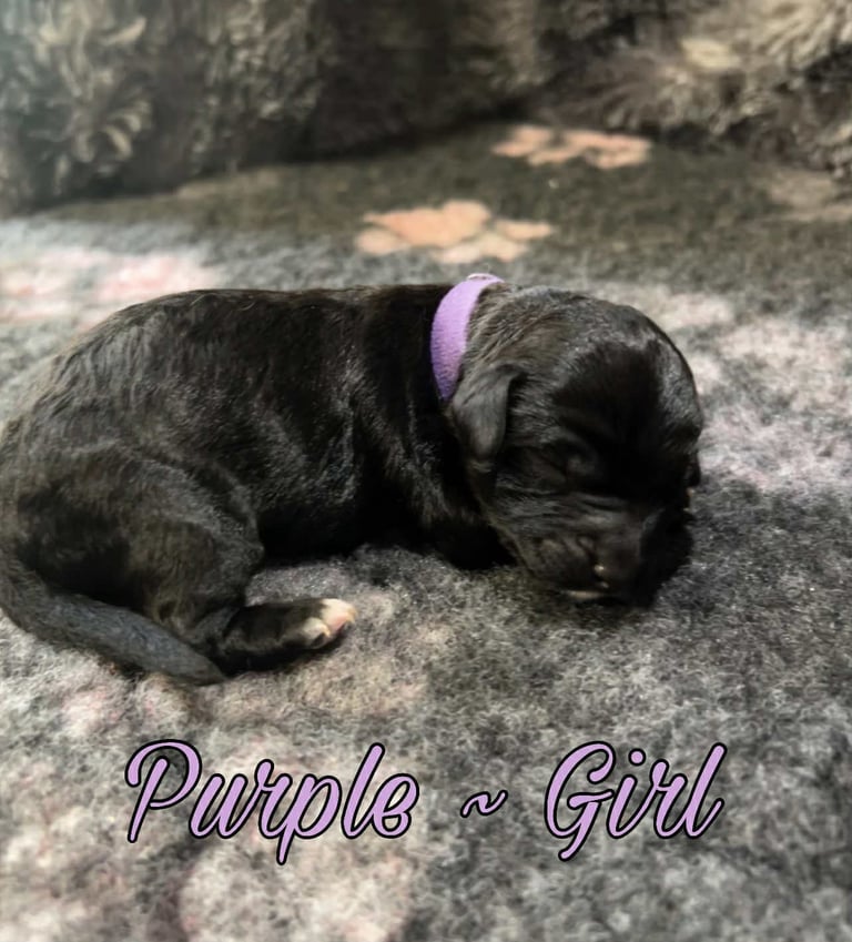 CAVAPOCHO  PUPPIES 8 WEEKS READY NOW