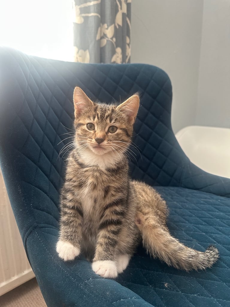 Cats to sale/they have already been sold