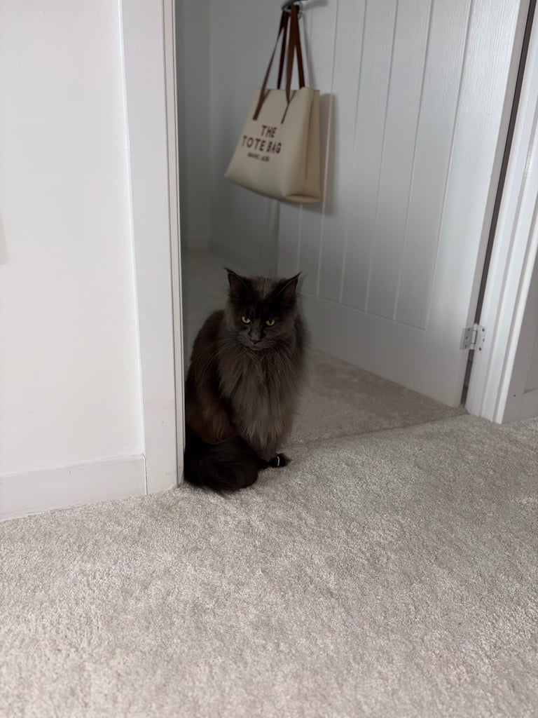 Maine Coon Girl