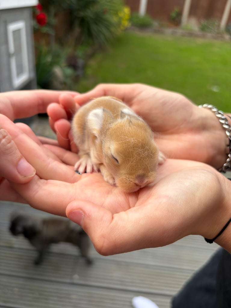 Baby bunnies for sale 