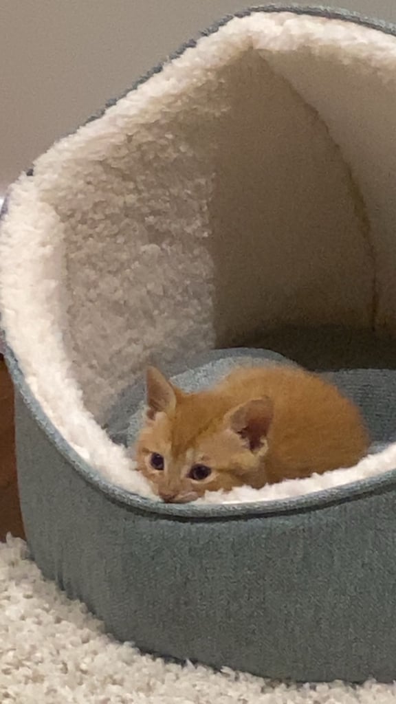 Sweet kitten  *URGENT