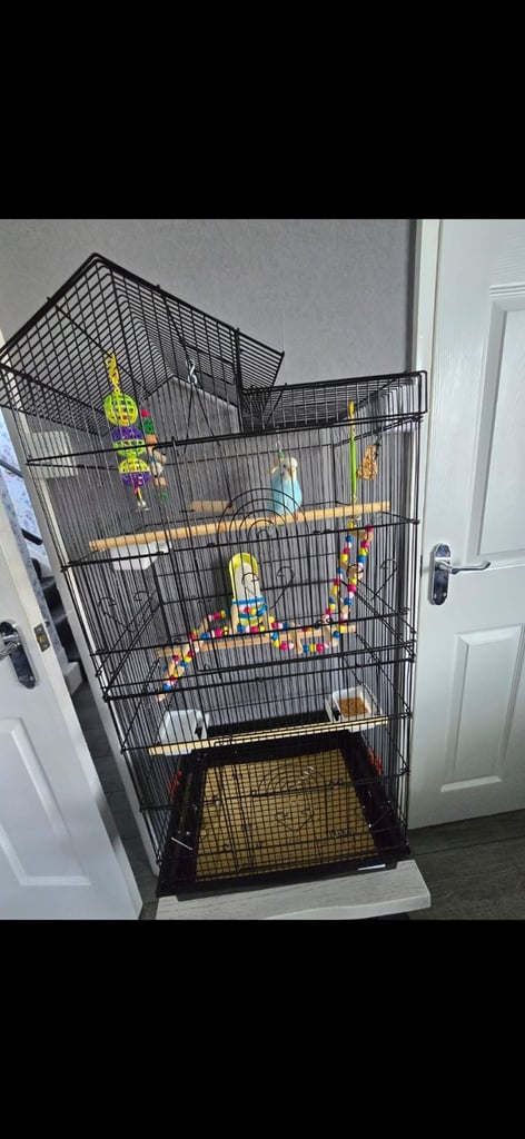 Budgie cage with all accessories and budgie