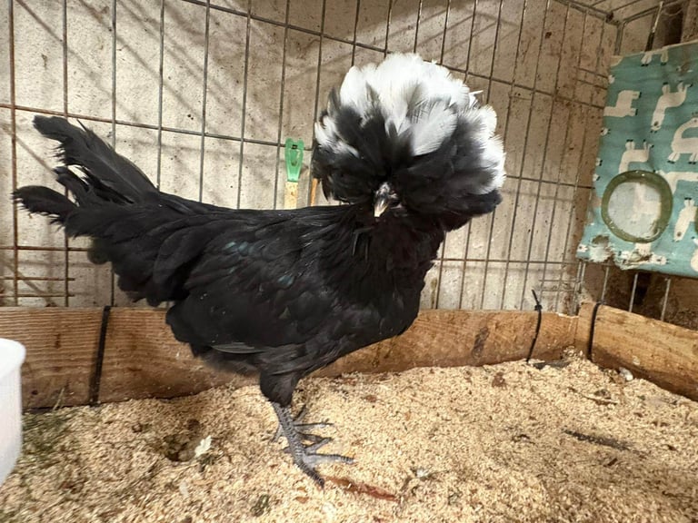 Hens for sale - Isa browns - coloured pullets - Old English Game bantams Coops poultry chickens 
